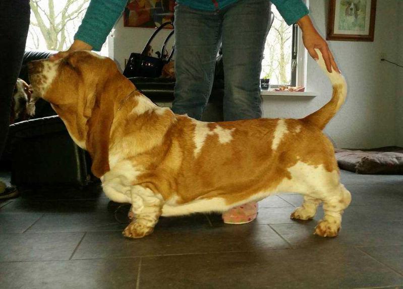 SANTINO Z Sennej Krainy FCI | Basset Hound 