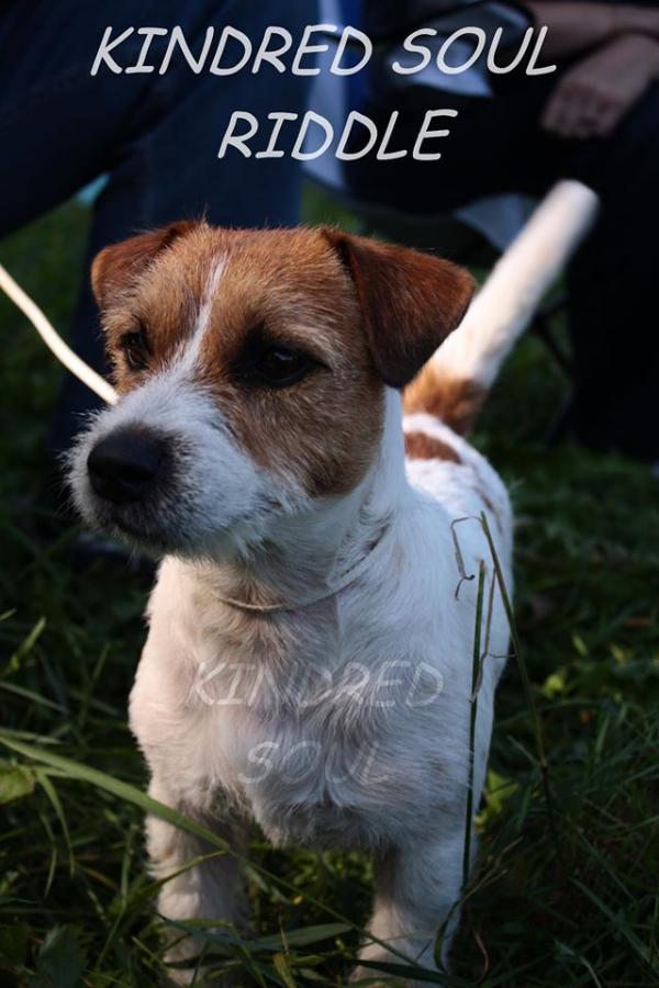 Kindred Soul Riddle | Jack Russell Terrier 