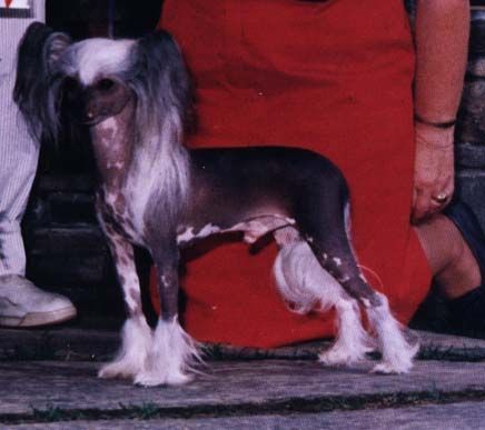 Razzmatazz Radioactive | Chinese Crested 