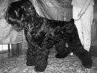 BALLADA S ZOLOTOGO GRADA | Black Russian Terrier 