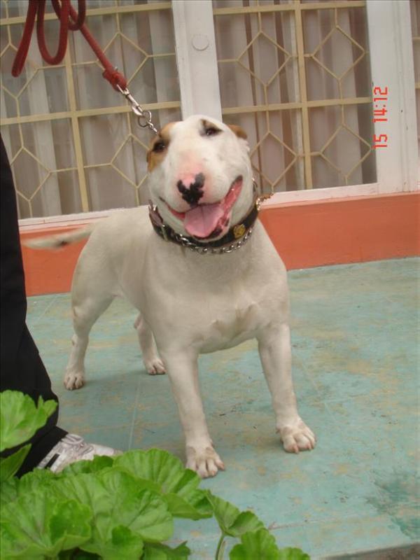 Alfabull Atenas | Bull Terrier 