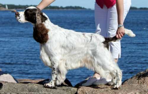 KAHDENSISKON CARBON COPY | English Springer Spaniel 