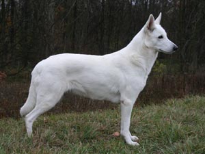 Oldambt's Special Classy Chass | White Swiss Shepherd Dog 