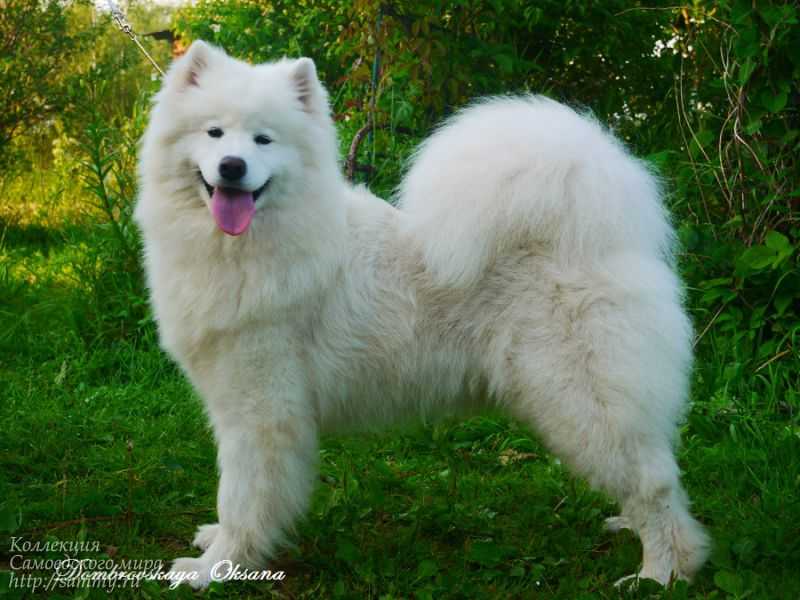 Avangard Arktik Robin Rianna Fenti | Samoyed 