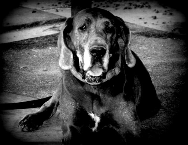 PANZER'S DESERT RIVER IRIS | Great Dane 