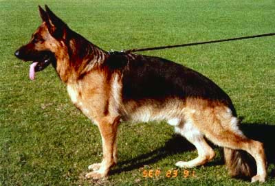 Nickor von der Holledau | German Shepherd Dog 