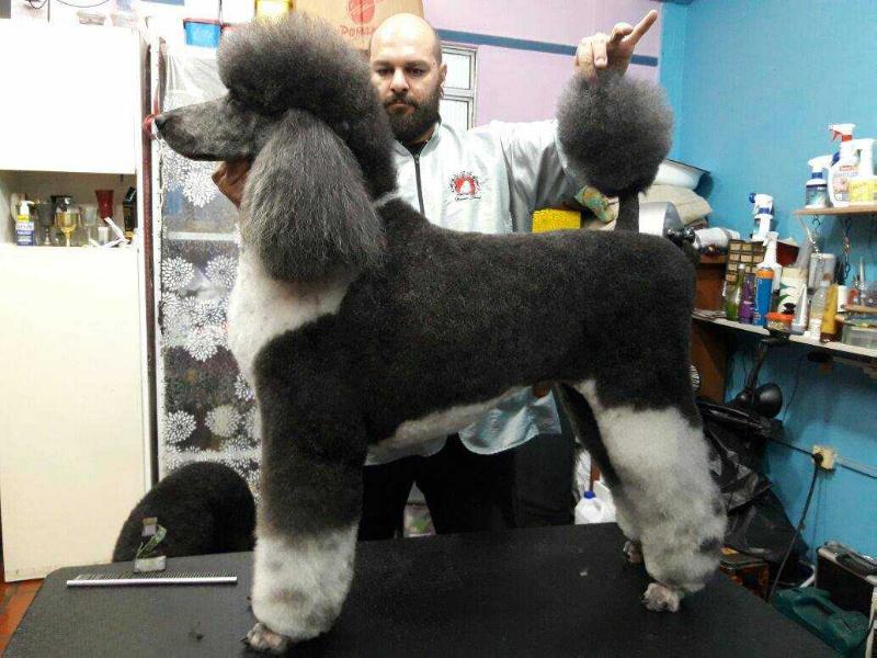 Dodge Viper of Show Dog´s | Poodle 