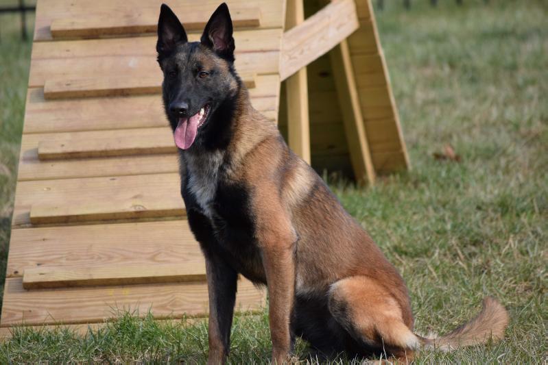 Dollinger's Kayah | Belgian Malinois 