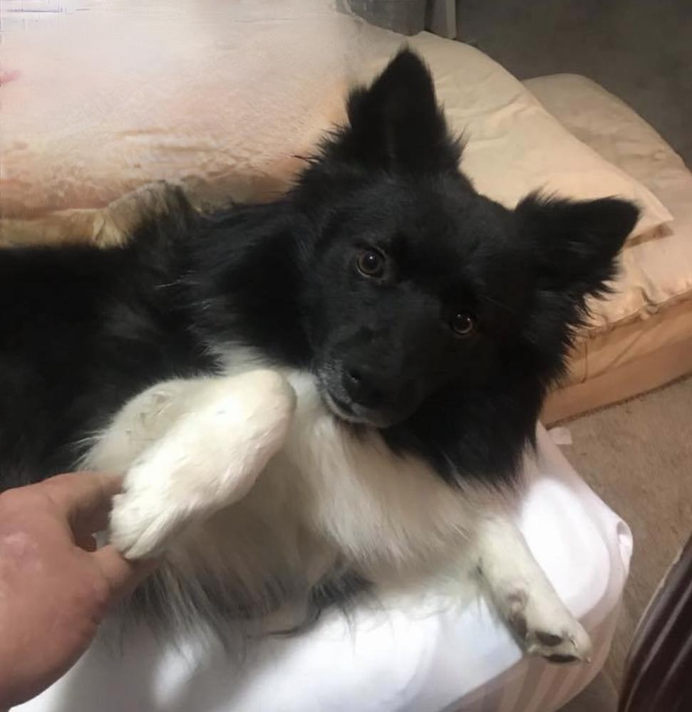 Caradoc's Roc N Rol | Icelandic Sheepdog 