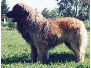 Lapponica Lowe Arctic Tabu | Leonberger 