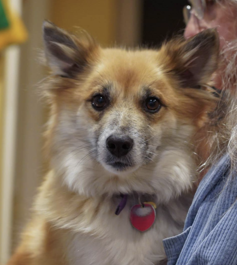 Stubborn Elm's Ylfa | Icelandic Sheepdog 