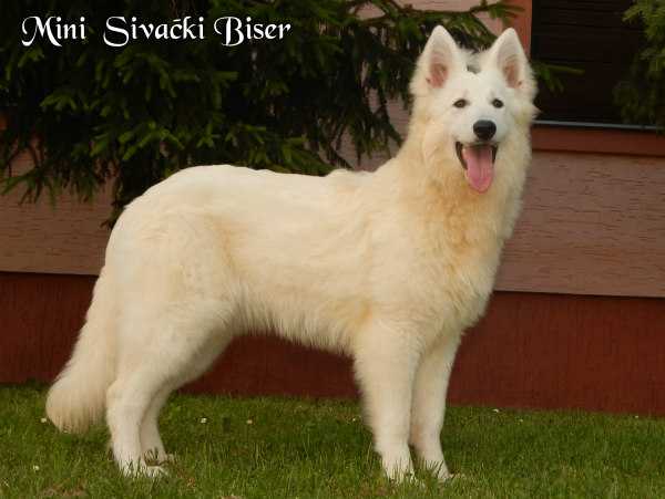 Mini Sivacki Biser | White Swiss Shepherd Dog 