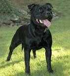 STAFFGOLD BLACK-ATRACTION | Staffordshire Bull Terrier 