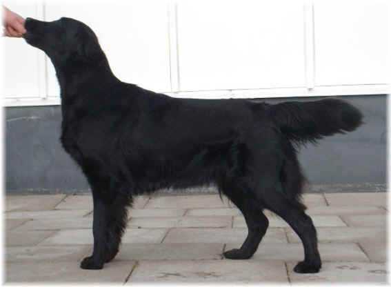 Flatterhaft Thyme | Flat-Coated Retriever 