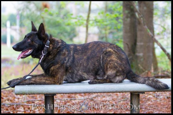 Seto | Dutch Shepherd 