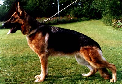 Lika vom Fiemereck | German Shepherd Dog 