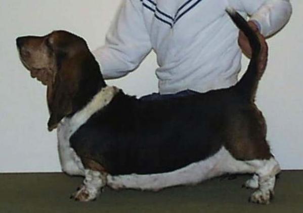 Bobass Panda | Basset Hound 