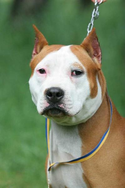 Simona-Kiara Axel Haus Staff | American Staffordshire Terrier 