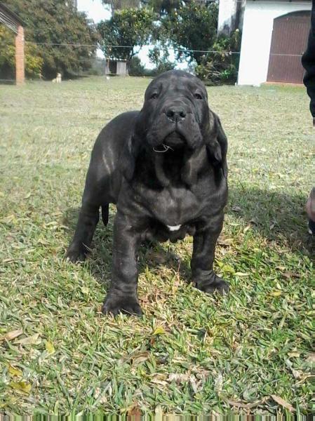 Pandora Dentes das Ferras | Fila Brasileiro 