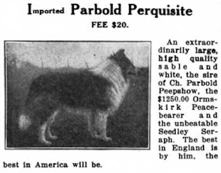 Parbold Perquisite | Rough Collie 