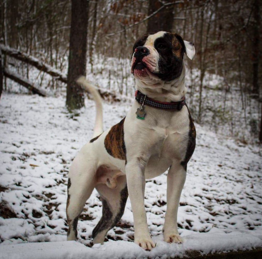 Centerbull's Summer Haze AKA Tito | American Bulldog 