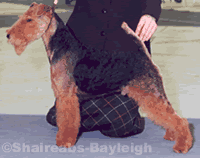 Shaireb's Sam I Am | Welsh Terrier 