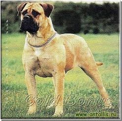 Jubullation de Blazin De Jobull | Bullmastiff 