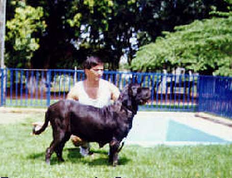 DUQUESA DO BAICUARA | Fila Brasileiro 