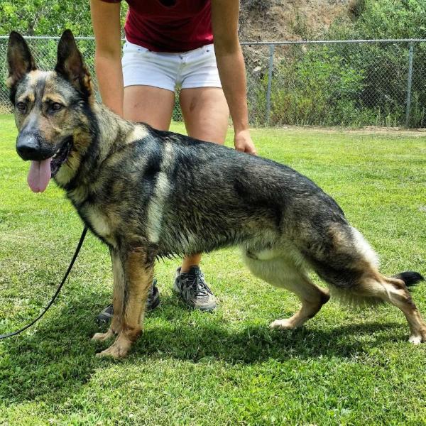 Owen van de Zeelberg | German Shepherd Dog 