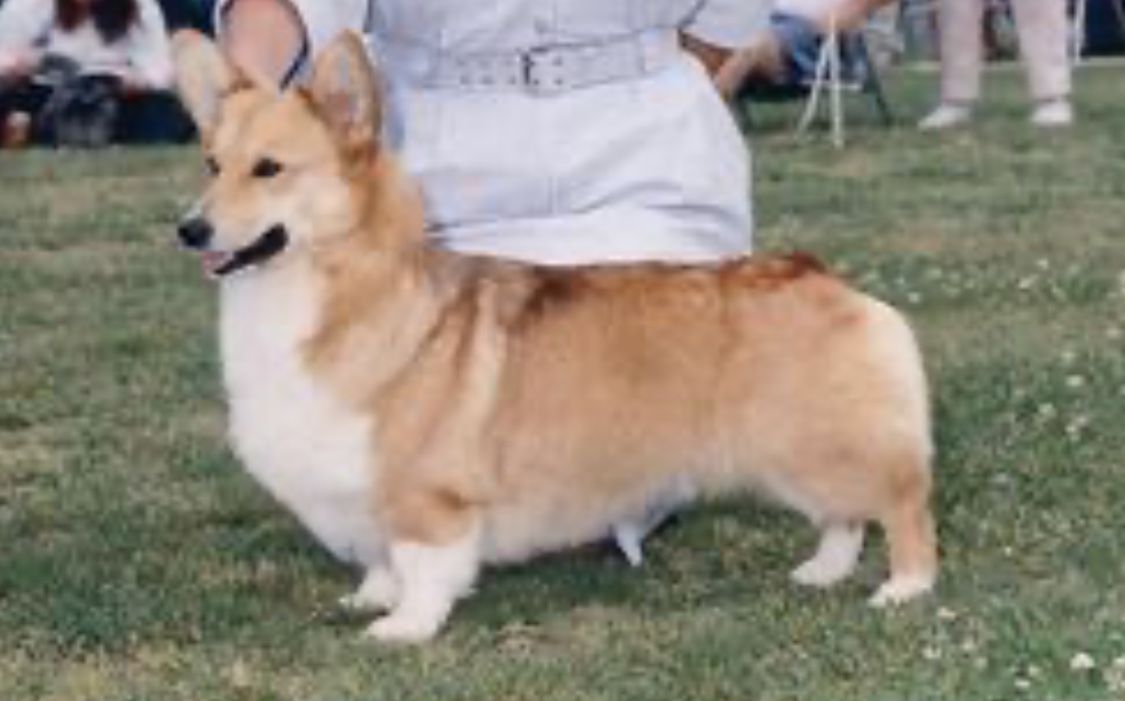 Carolee's Anniversary Song | Pembroke Welsh Corgi 