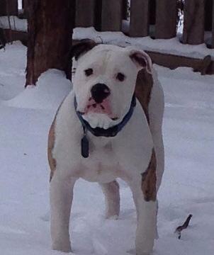 Patrick Henry | American Bulldog 