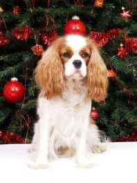 SLIPPY STAR KYRA THE BEST | Cavalier King Charles Spaniel 