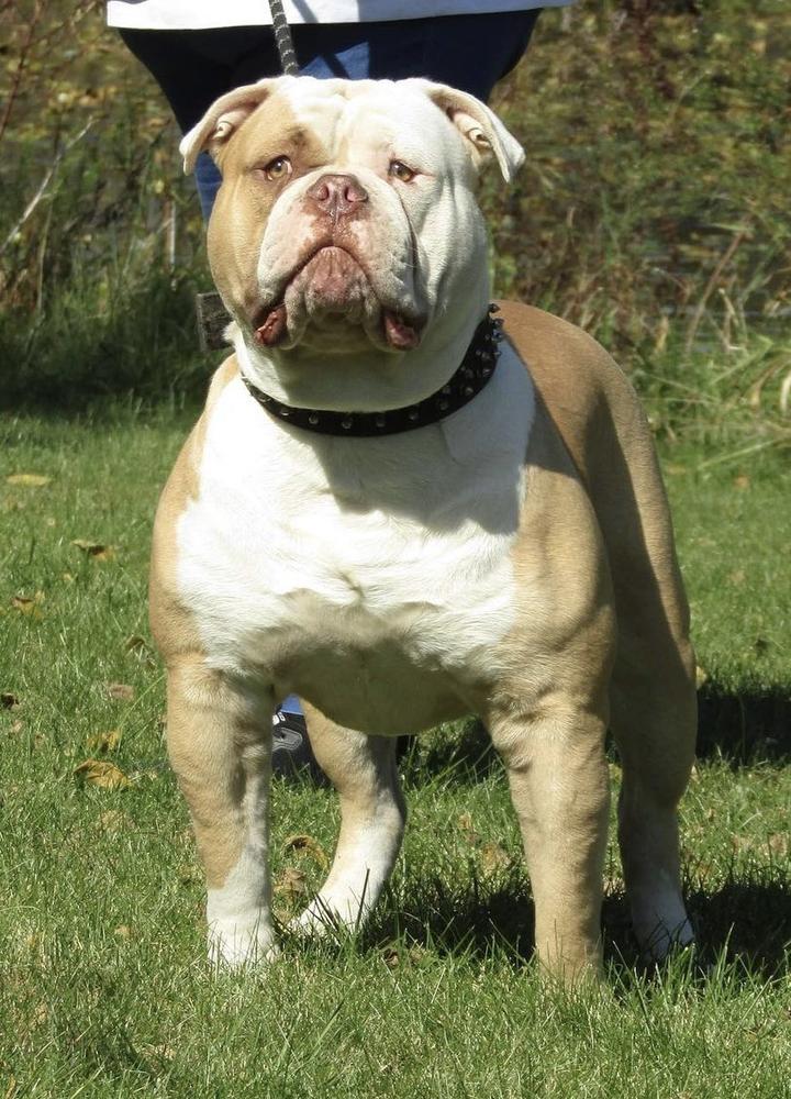 OVB's Khan of Bulldawg Battalion | American Bulldog 
