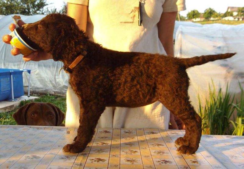 Praetorium Latobicorum's Haibo | Curly Coated Retriever 