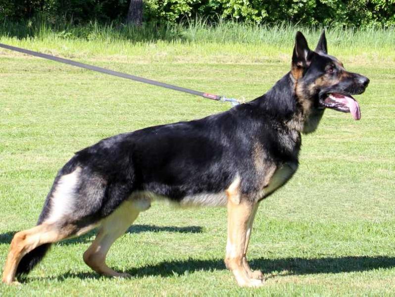 Tref Oger Schloss | German Shepherd Dog 