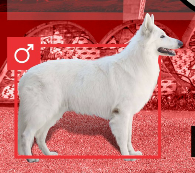 Antares das Beste aus Fontschweizer | White Swiss Shepherd Dog 