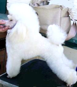 Veroette Someone To Bragabout | Poodle 