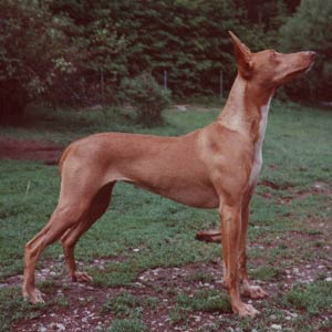 Siphra'S Mama Mia | Pharaoh Hound 