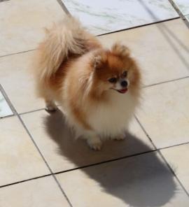 Maysa da Maison Damasco | Pomeranian 