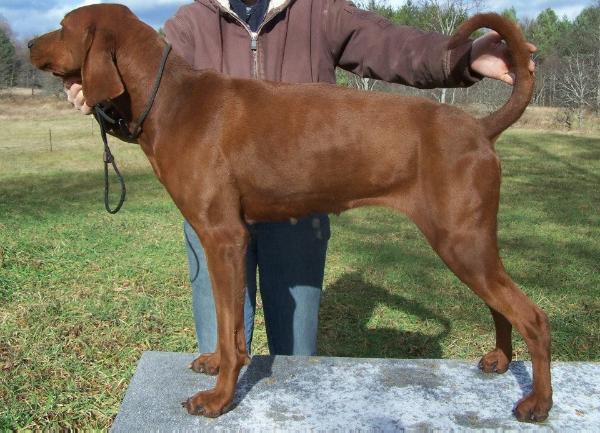 Rimfires Hillbilly Holly | Redbone Coonhound 