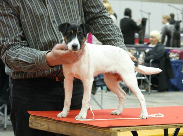 Kalliope van 't Geystersveld | Parson Russell Terrier 