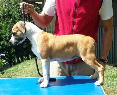 Mr. Postman D'Kony | American Staffordshire Terrier 