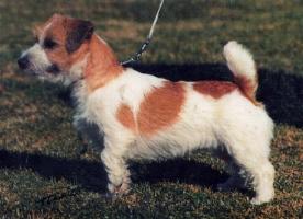 Myrmidon Jack Camor | Jack Russell Terrier 