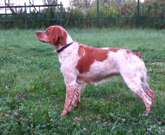 Don Breton VENERA | Brittany 