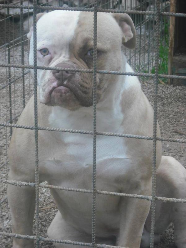 leonetti's pedro of bomberbulls | American Bulldog 