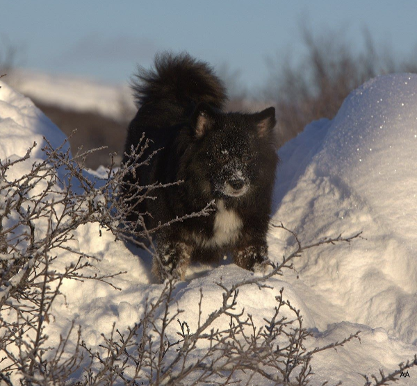 Stefsstells Dranga Dimma - IS09858/06 | Icelandic Sheepdog 