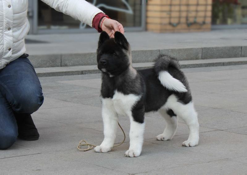 Ankor Style Intrigue | Akita 
