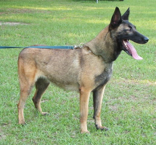 Catastrof van de Moerepoort | Belgian Malinois 