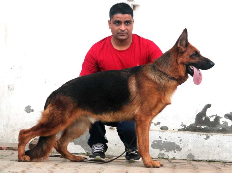 Cicco of Ganges | German Shepherd Dog 