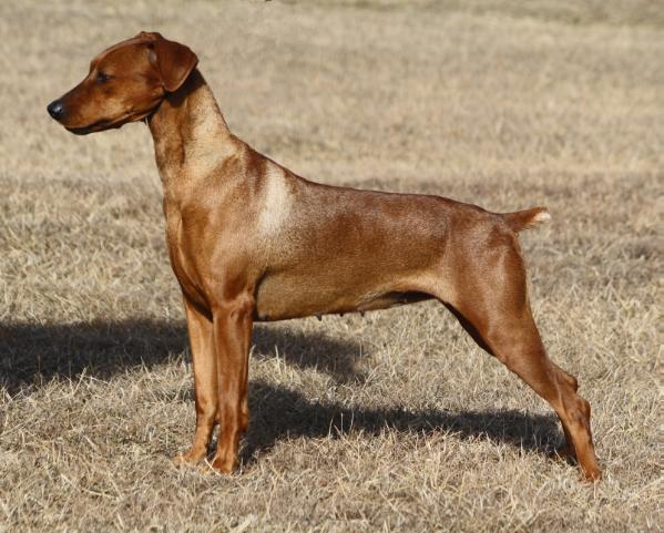 Adel into wishin of Temerity | German Pinscher 